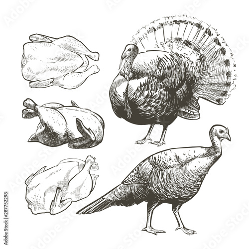 Vector Turkey isolated Graphic for butcher shop, farmer market, Thanksgiving Day