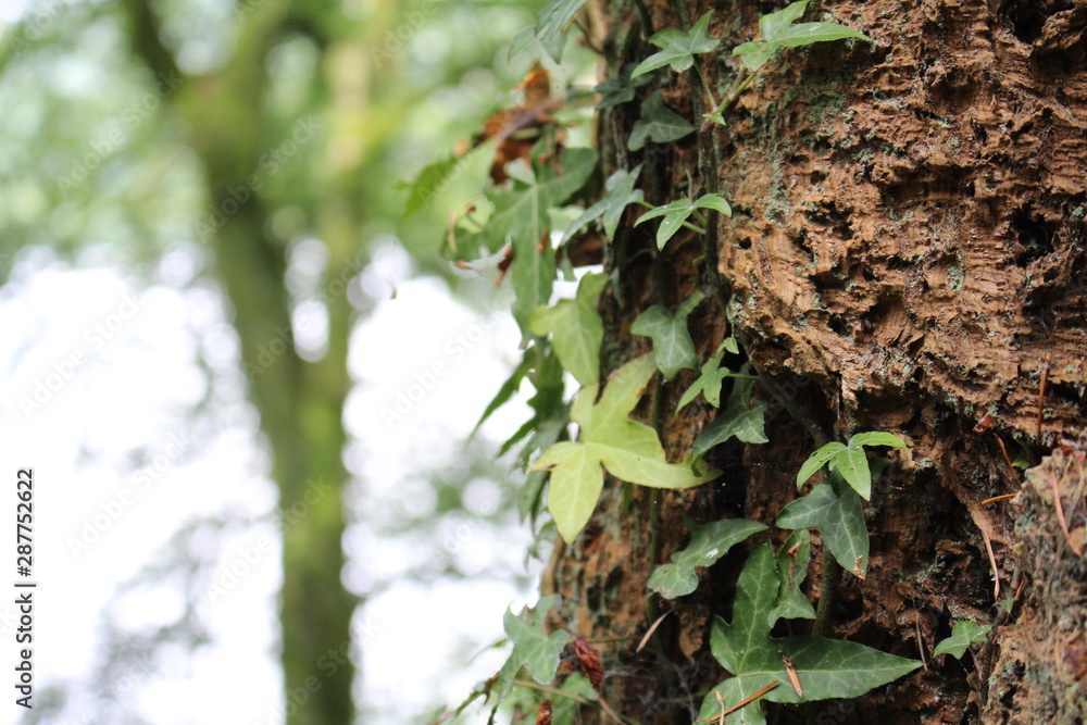 Obraz premium Tree bark blur background.