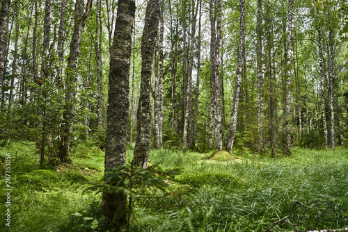Birch tree forest in summer. Beautiful scenery
