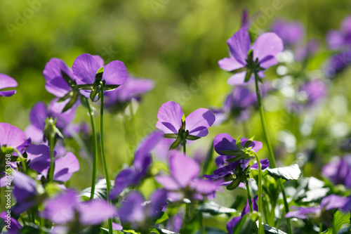 Fototapeta Naklejka Na Ścianę i Meble -  Purple pansies on a summer day in the garden.