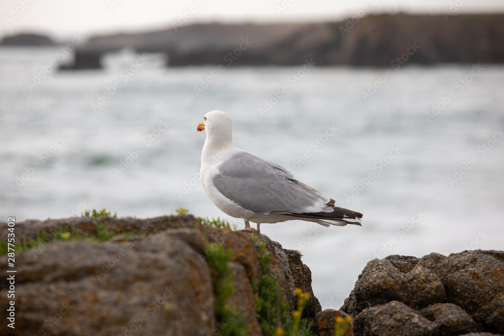 Oiseau Goéland