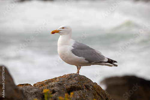 Oiseau Goéland