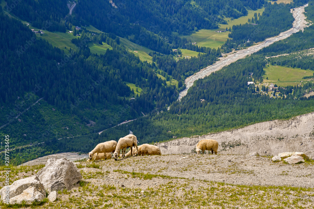 Fototapeta premium High angle view of a flock of sheep grazing in an Alpine pasture of the Mont Blanc mountain range with the Val Veny in the background in a sunny summer day, Courmayeur, Aosta Valley, Italy