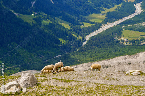 High angle view of a flock of sheep grazing in an Alpine pasture of the Mont Blanc mountain range with the Val Veny in the background in a sunny summer day, Courmayeur, Aosta Valley, Italy © Simona Sirio