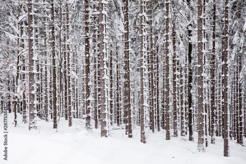 winter spuce forest winter spuce forest