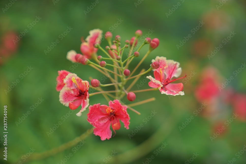 Fototapeta premium red flower in the garden