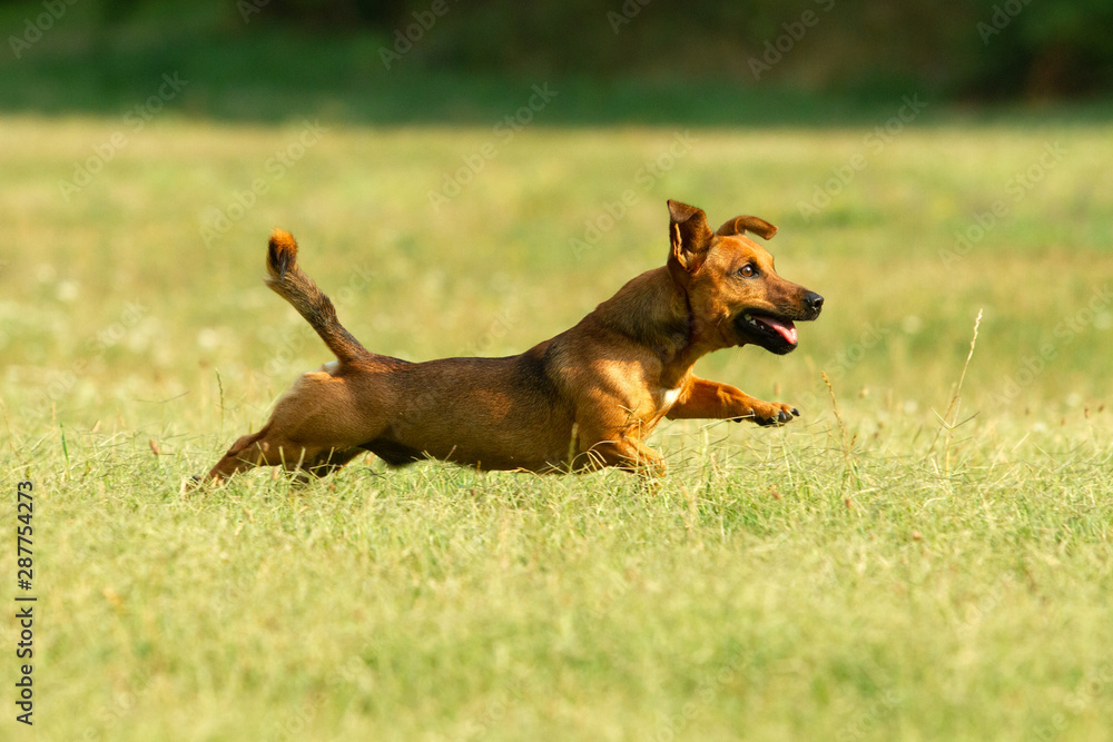 Cute mixed breed dog playing on a meadow. Age almost 2 years. Parson Jack Russell - German shepherd - Chihuahua mix. Cute mixed breed dog playing on a meadow. Age almost 2 years. Parson Jack Russell - German shepherd - Chihuahua mix.