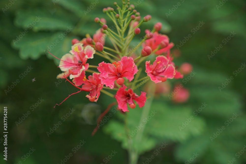 red flower in the garden red flower in the garden
