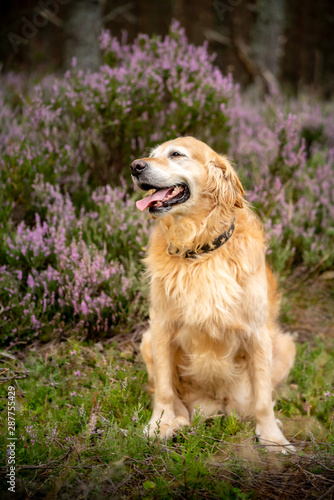 Golden Retriever with highland heather © Simon