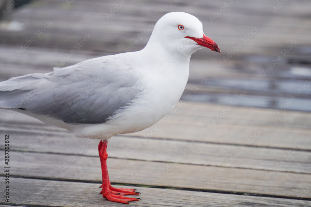 Obraz premium ウミネコ