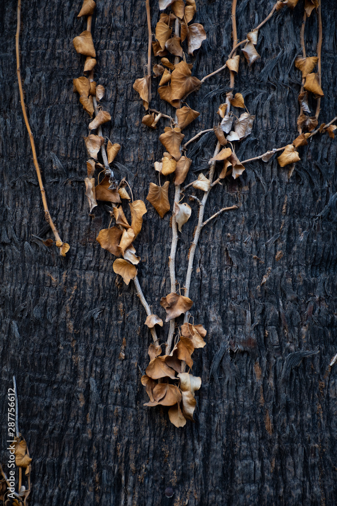 Elongation of tree branches. harmony of branches and leaves Elongation of tree branches. harmony of branches and leaves