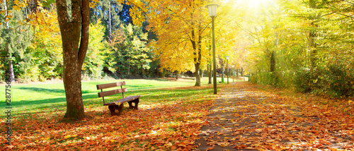 Bench in the park on a sunny day. Autumn landscape.