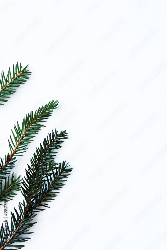 Pine branch isolated on white background. Christmas fir.