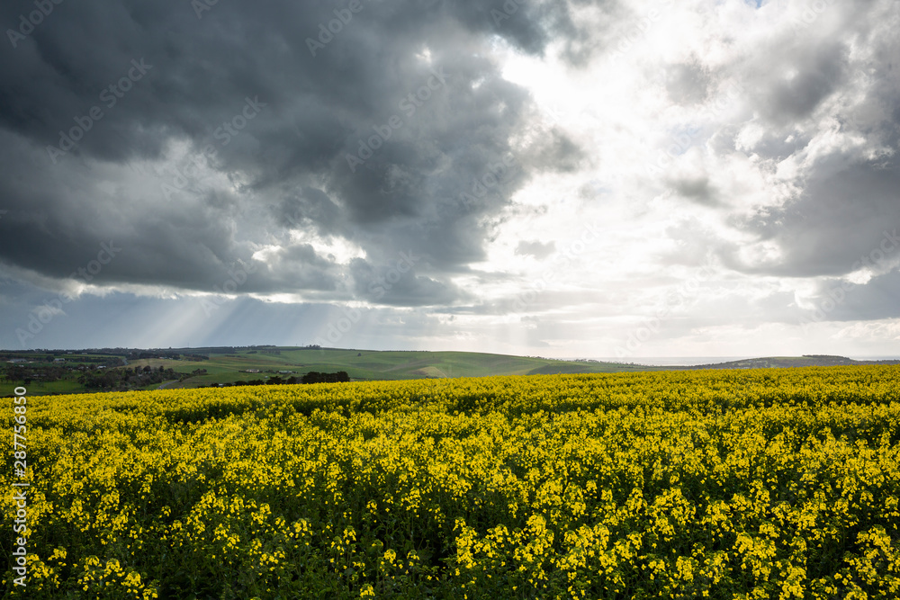 Obraz premium Canola Fields Under Stormy Sky