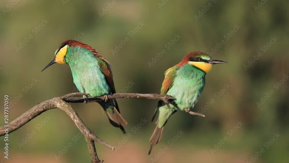 European bee-eater - Merops apiaster - on a branch in the morning