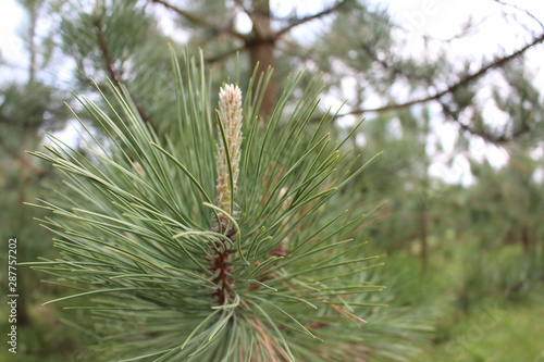 Close up plant with blur background