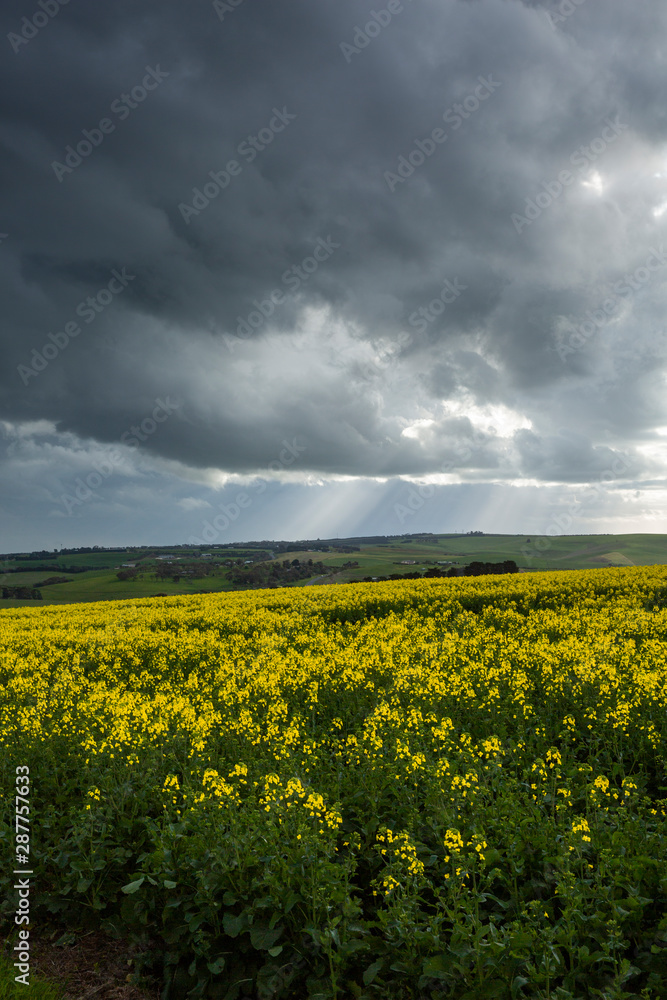 Obraz premium Canola Fields Under Stormy Sky