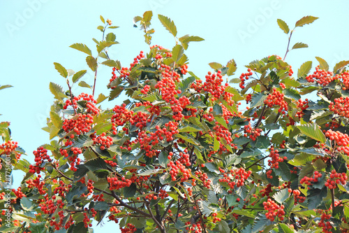 rowan