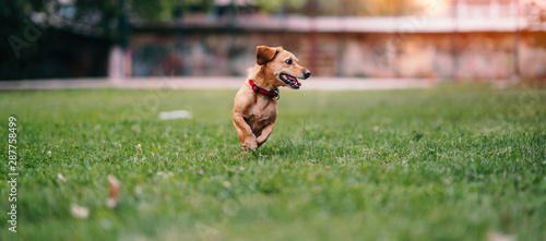 Brown dog running on the grass