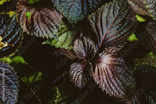 dark huge leaves in the forest