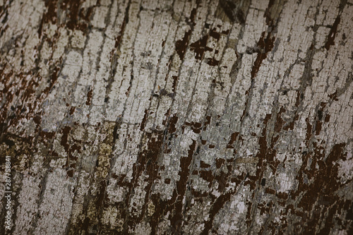  old wood texture for background