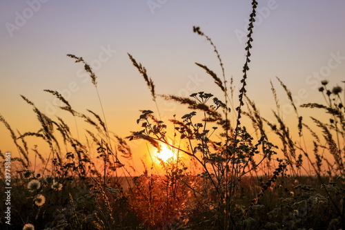 beautiful sunset in the grass field