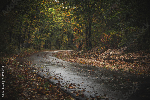 Road through moody autumn forest