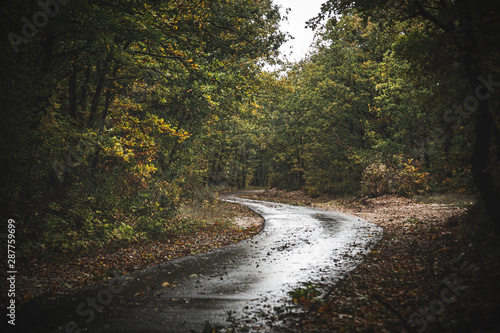 Road through moody autumn forest