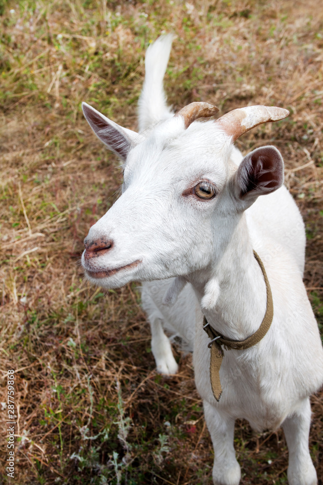 Cute young goat looking straight towards the frame Cute young goat looking straight towards the frame