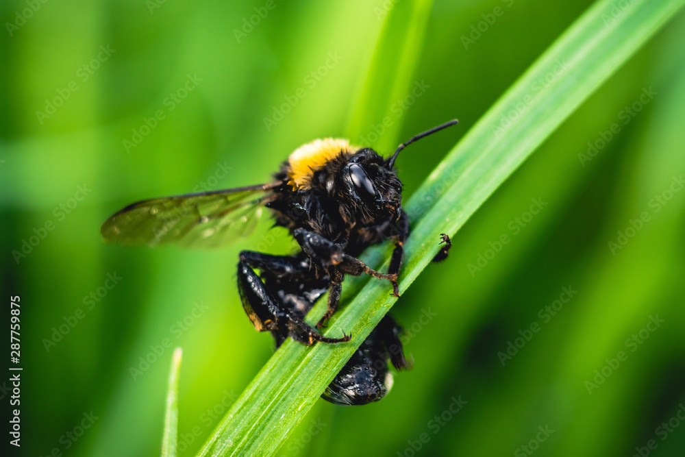 bumblebee closeup sits on green grass. bee in green grass.