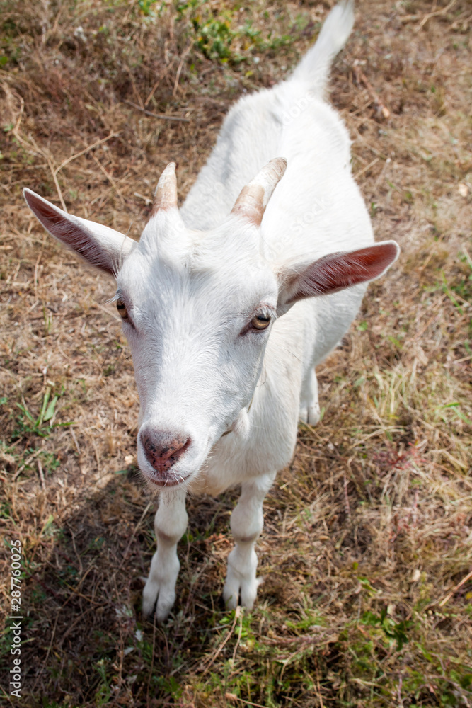Fototapeta premium Cute young white goat with horns