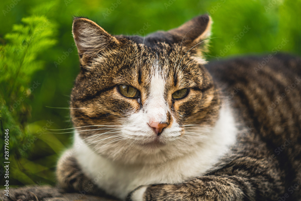 face of a domestic cat that lies in the garden