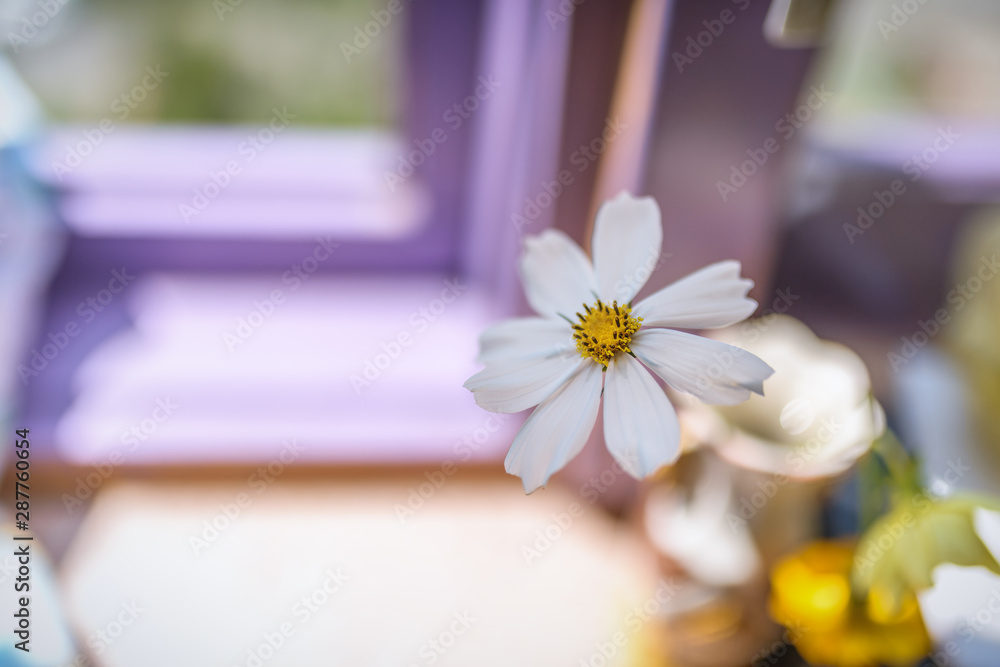 White cosmos flowers in vase. Selective focus with shallow depth of field. White cosmos flowers in vase. Selective focus with shallow depth of field.