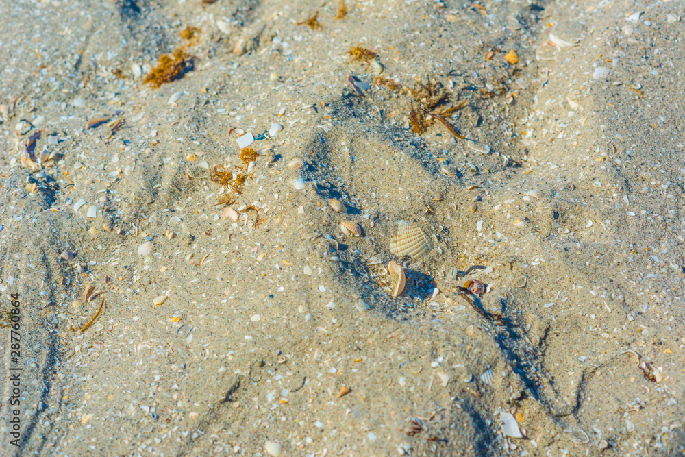 Sand on a beach containing crushed shells and mussles. Sand on a beach containing crushed shells and mussles.