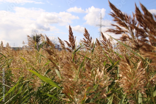 grass and blue sky