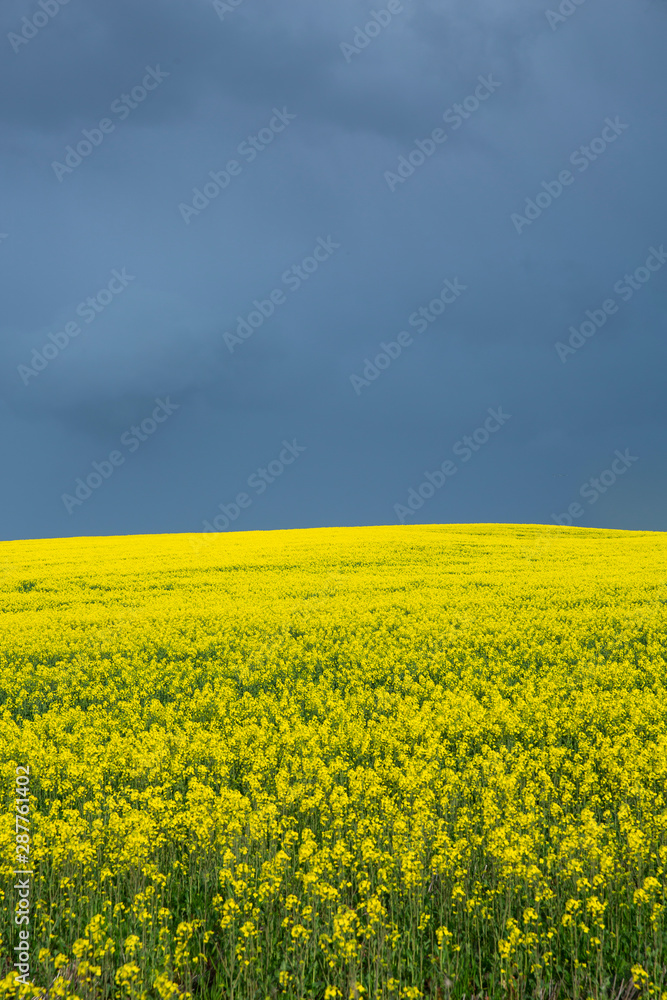 Canola Fields Under Stormy Sky Canola Fields Under Stormy Sky