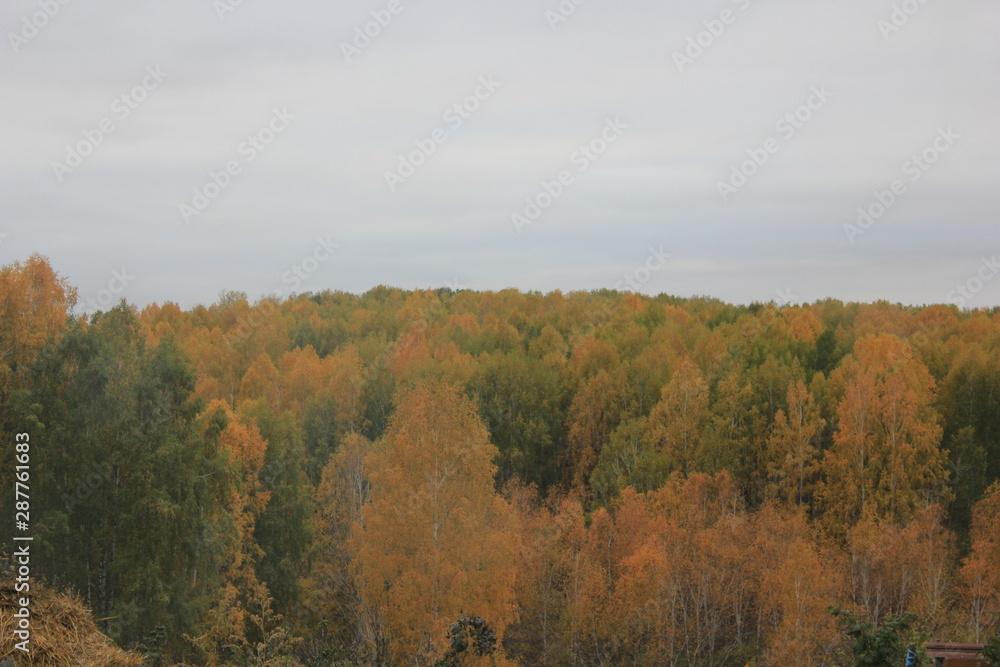 Fototapeta premium Insect