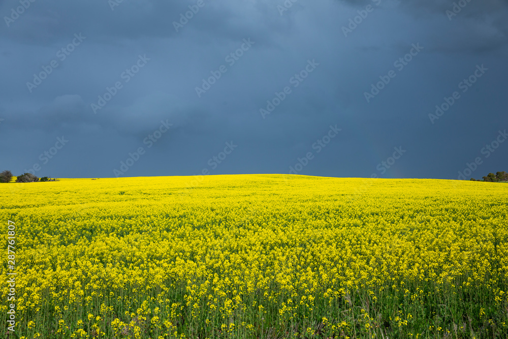 Canola Fields Under Stormy Sky