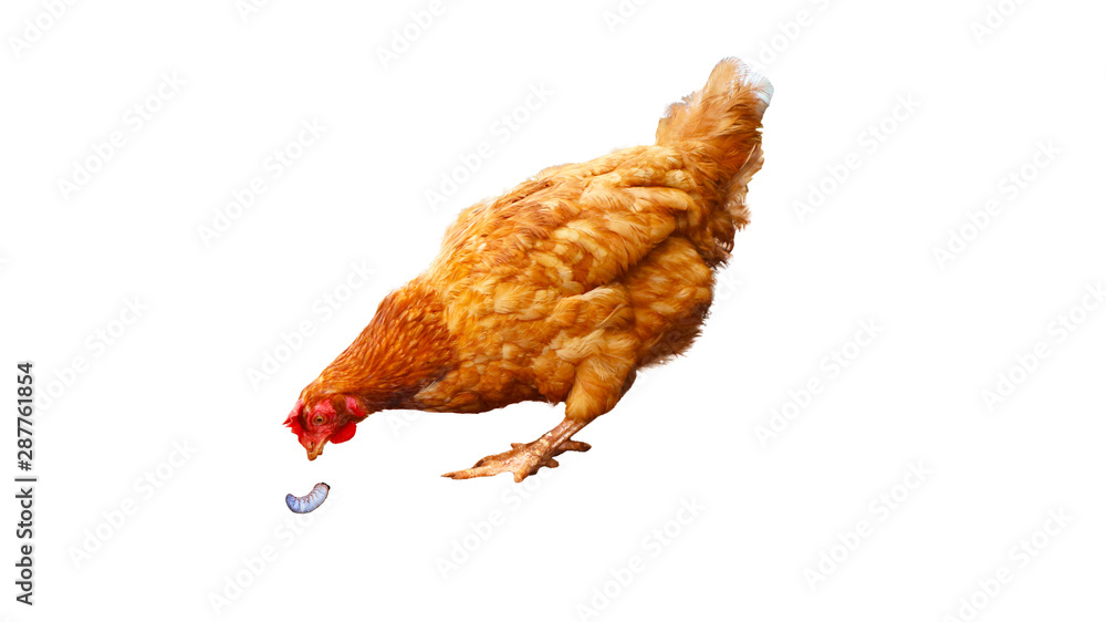 Fototapeta premium Chicken egg species are going to feed on worms walking on a white background. 
