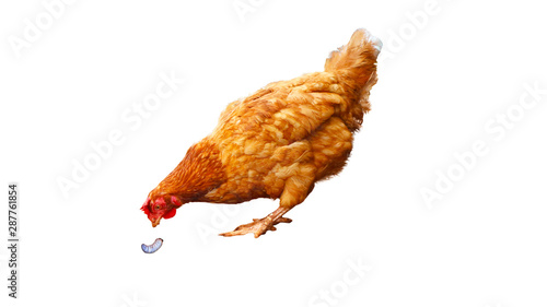 Foto Chicken egg species are going to feed on worms walking on a white background