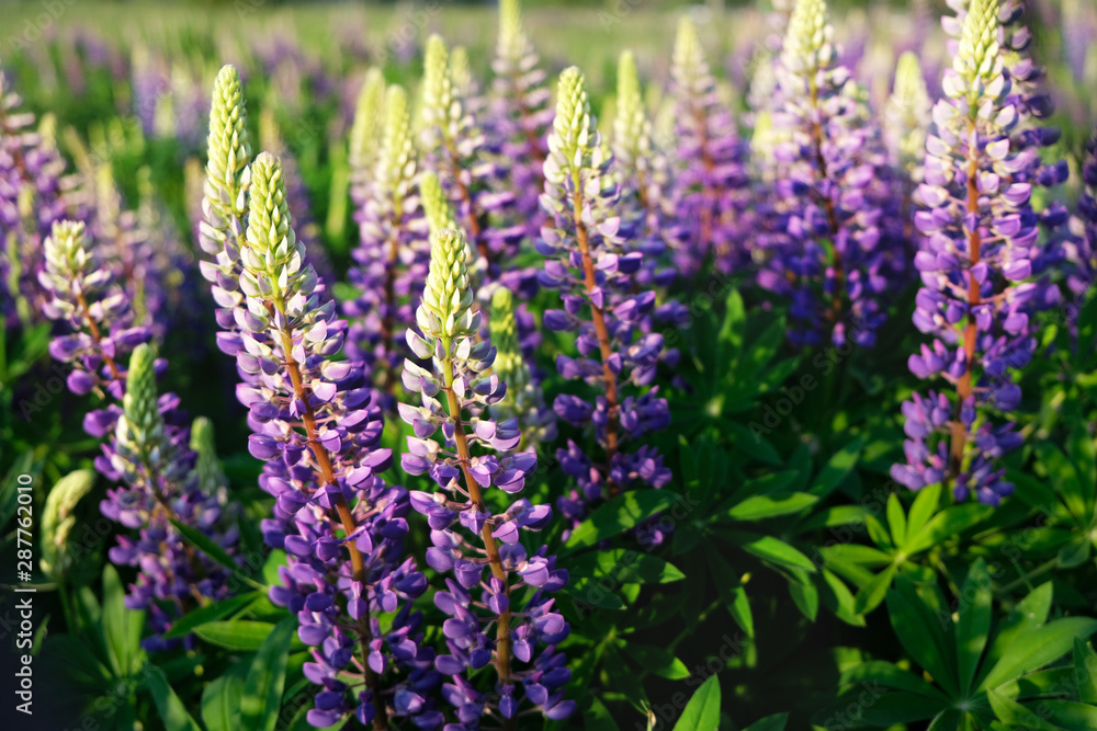 Obraz premium Lupinus field with pink purple and blue flowers. meadow of lupins