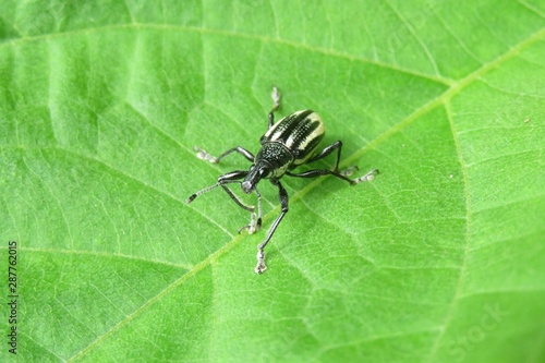 Weevil beetle on a leaf background in Florida nature