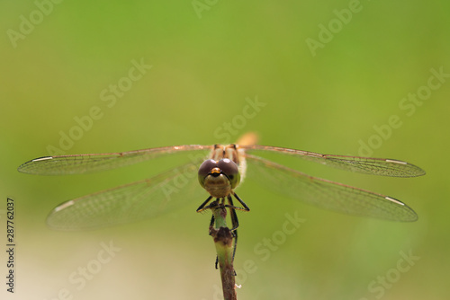 Macro photo of a dragonfly sitting on a blade of grass