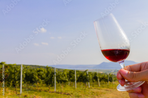 Glass of red wine in the vineyard in Znojmo, Czech Republic