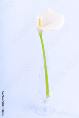 Arum flower against white background