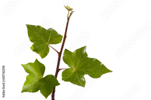 Ivy leaves isolated against white background