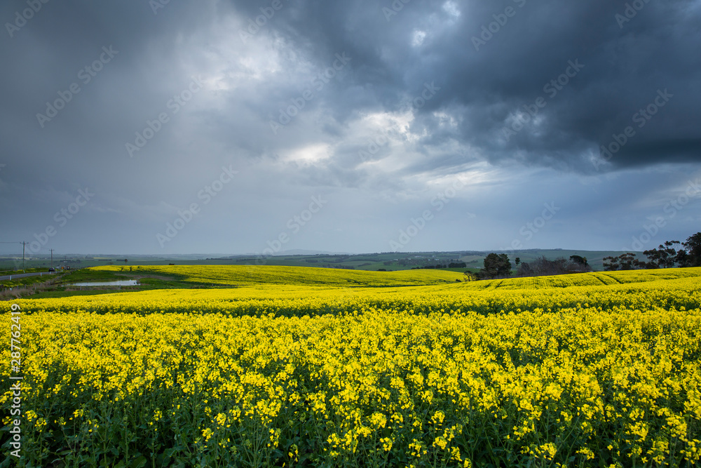 Canola Fields Under Stormy Sky