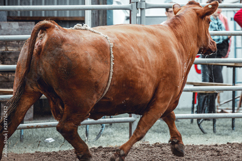 animal cruelty: cow running loose after having thrown off her rider during a western rodeo