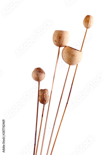 Dried seed pods on stems against white background