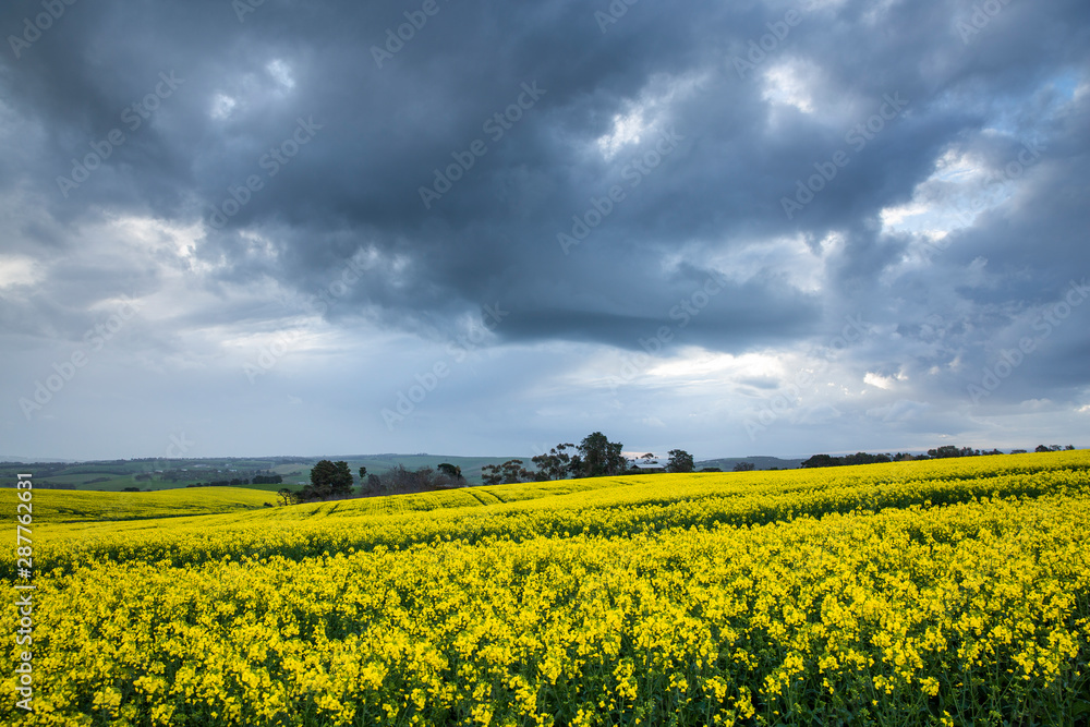 Canola Fields Under Stormy Sky